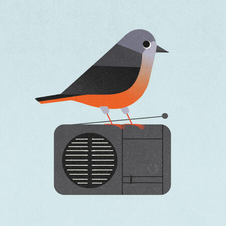 Birdy